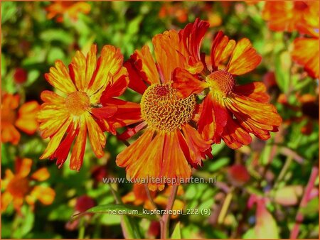 Helenium &#39;Kupferziegel&#39;