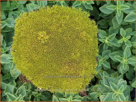 Scleranthus uniflorus &#39;Selected Bronze&#39;