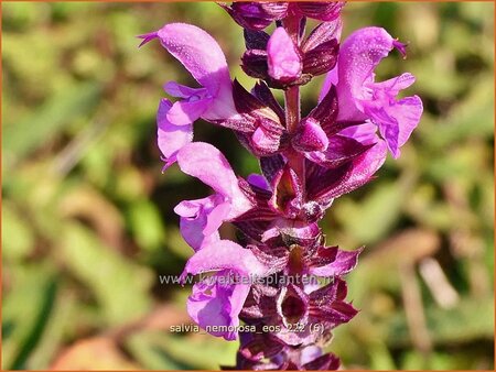 Salvia nemorosa &#39;Eos&#39;