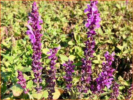 Salvia nemorosa &#39;Eos&#39;