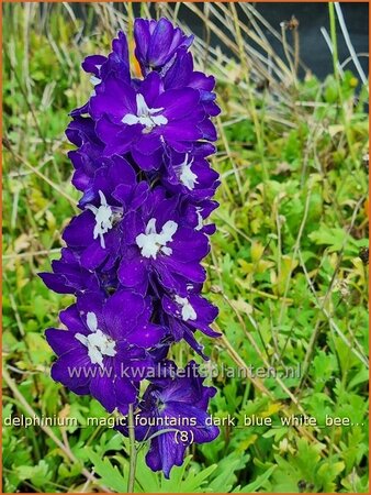 Delphinium &#39;Magic Fountains Dark Blue White Bee&#39;