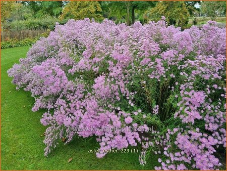 Aster &#39;Esther&#39;