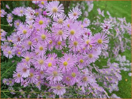 Aster &#39;Esther&#39;