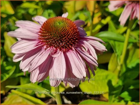 Echinacea purpurea &#39;Sunseekers Blush&#39;