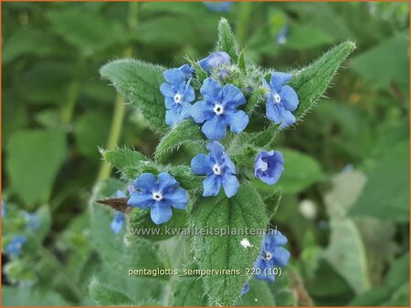 Pentaglottis sempervirens