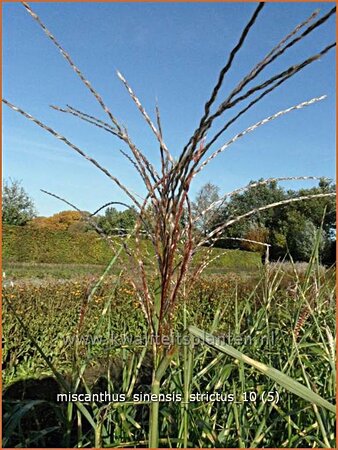 Miscanthus sinensis &#39;Strictus&#39; (pot 11 cm)