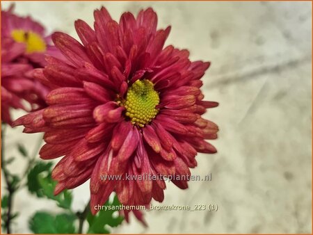 Chrysanthemum &#39;Bronzekrone&#39;