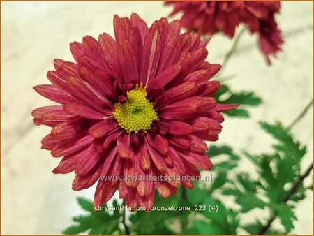 Chrysanthemum &#39;Bronzekrone&#39;