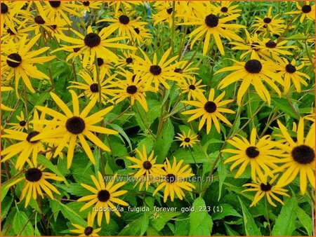 Rudbeckia fulgida &#39;Forever Gold&#39;