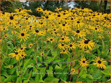 Rudbeckia fulgida &#39;Forever Gold&#39;