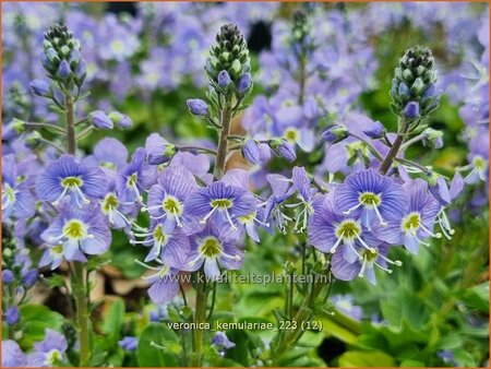 Veronica kemulariae