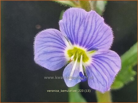 Veronica kemulariae