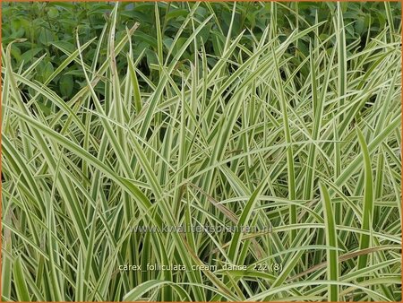 Carex folliculata &#39;Cream Dance&#39;