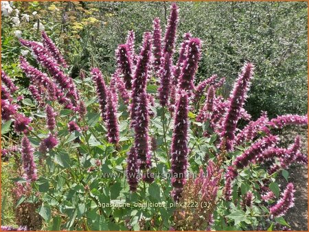 Agastache &#39;Beelicious Pink&#39;