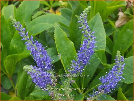 Veronica spicata &#39;Blaufuchs&#39;