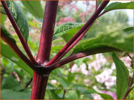 Eupatorium maculatum 'Hageveld'