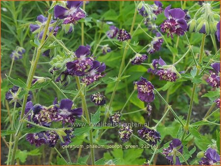 Geranium phaeum &#39;Joseph Green&#39;