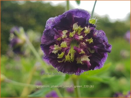 Geranium phaeum &#39;Joseph Green&#39;