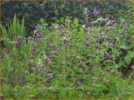 Geranium phaeum &#39;Joseph Green&#39;