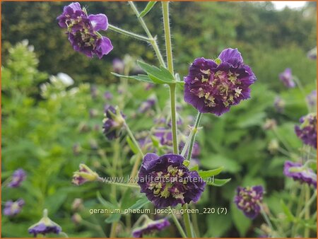 Geranium phaeum &#39;Joseph Green&#39;