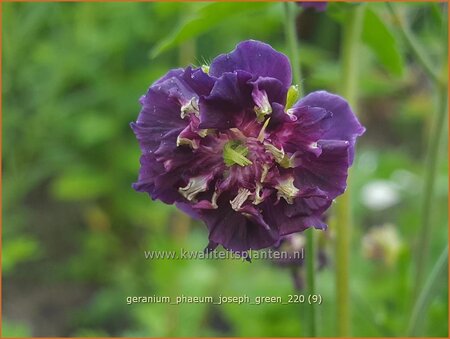 Geranium phaeum &#39;Joseph Green&#39;