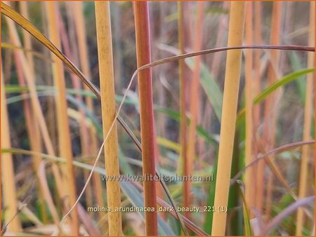 Molinia arundinacea 'Dark Beauty'