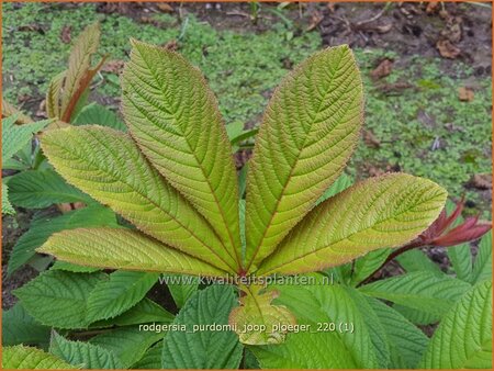 Rodgersia purdomii 'Joop Ploeger'