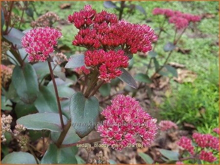 Sedum 'Bloody Mary'