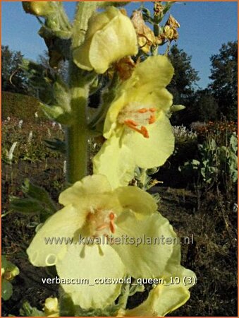 Verbascum &#39;Cotswold Queen&#39;