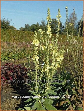 Verbascum &#39;Cotswold Queen&#39;