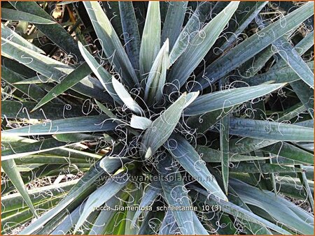 Yucca filamentosa &#39;Schneetanne&#39; (pot 11 cm)