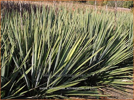 Yucca filamentosa &#39;Schneetanne&#39; (pot 11 cm)