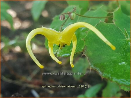 Epimedium rhizomatosum