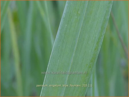 Panicum virgatum &#39;Blue Fountain&#39;