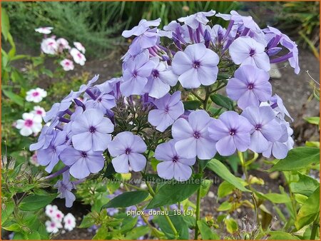 Phlox &#39;Donau&#39;