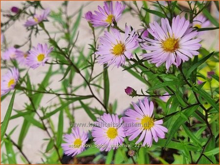 Aster &#39;Vasterival&#39;