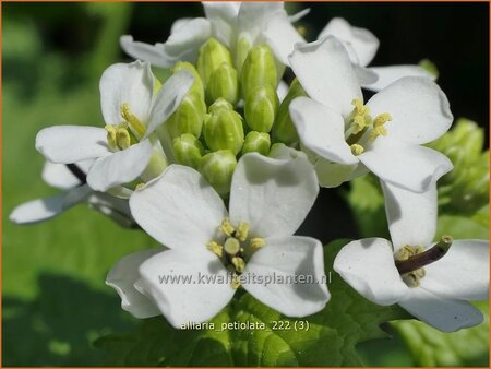 Alliaria petiolata