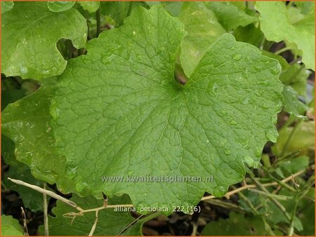 Alliaria petiolata