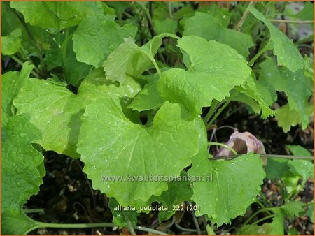 Alliaria petiolata