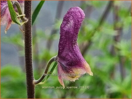 Aconitum &#39;Purple Sparrow&#39;