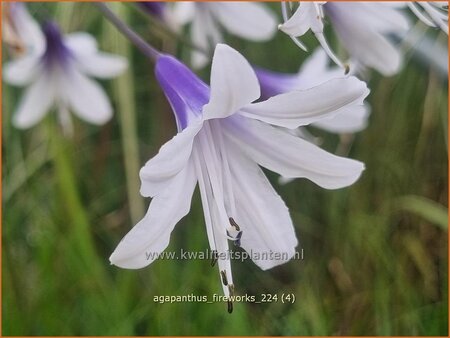 Agapanthus &#39;Fireworks&#39;