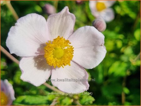 Anemone hupehensis