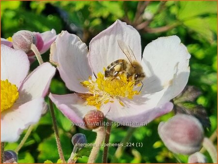 Anemone hupehensis