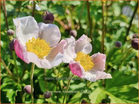 Anemone hupehensis