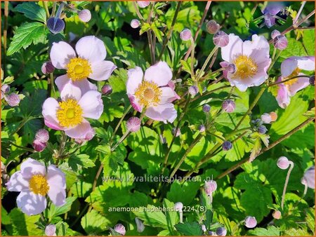 Anemone hupehensis