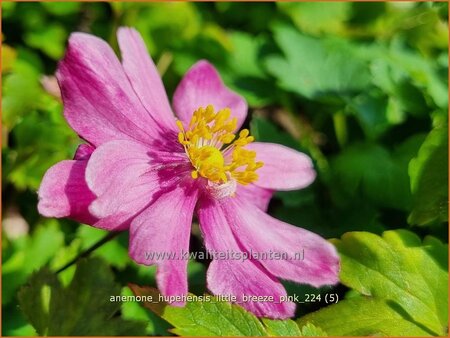 Anemone hupehensis &#39;Little Breeze Pink&#39;