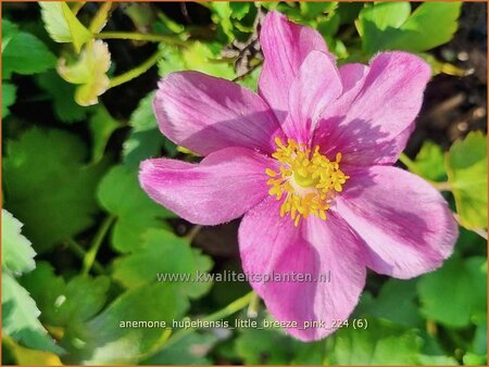 Anemone hupehensis &#39;Little Breeze Pink&#39;