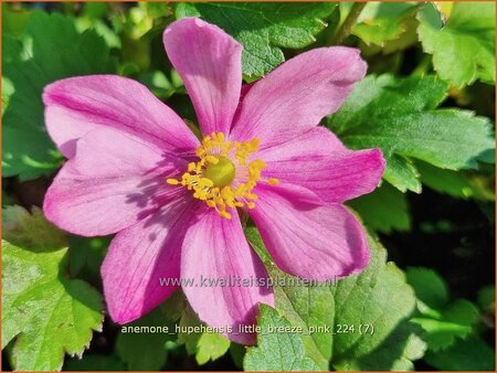 Anemone hupehensis &#39;Little Breeze Pink&#39;