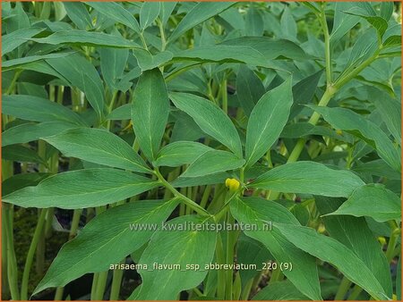 Arisaema flavum var. abbreviatum (pot 11 cm)