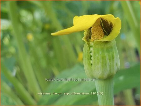 Arisaema flavum var. abbreviatum (pot 11 cm)